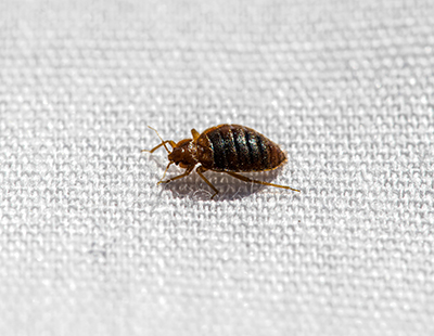 photo of bed bug on a white sheet